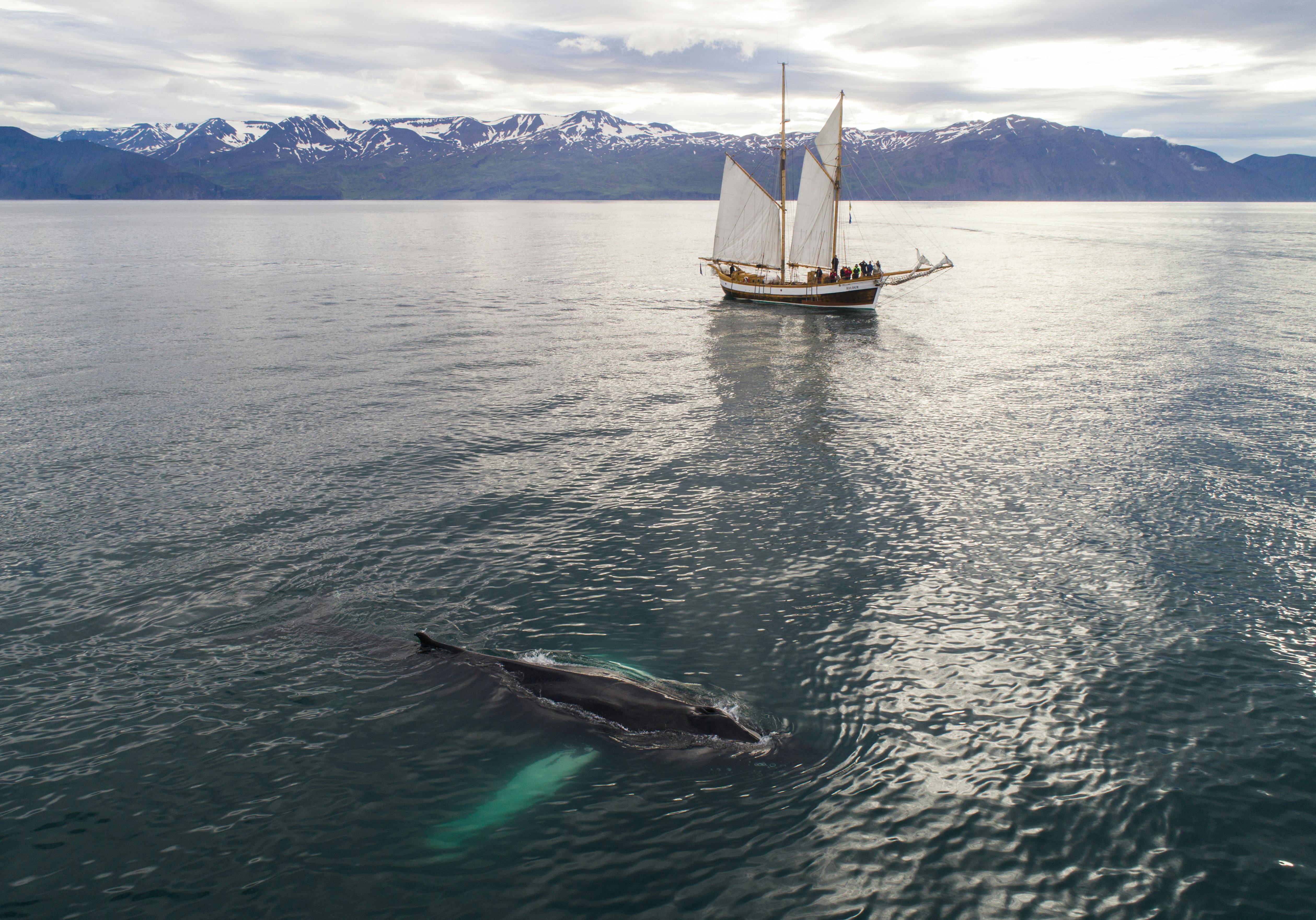 Whales & Wildlife